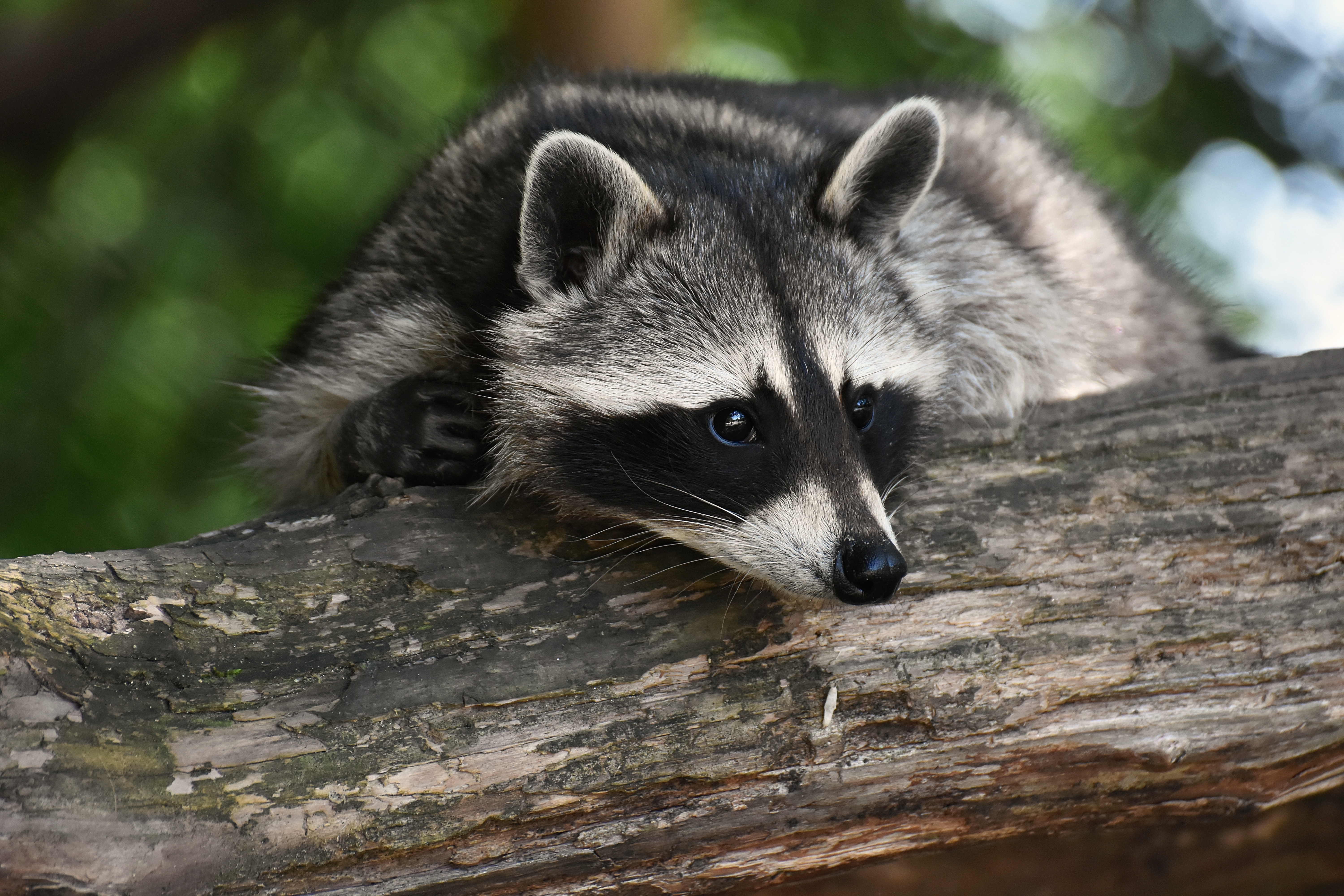 Wildschweine, Waschb�ren und W�lfe in Berlin: